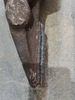 Pounure dentaire à godet 4RT Tungstten Powder Carbure